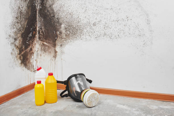 Best Residential Mold Remediation in West Alexandria, OH