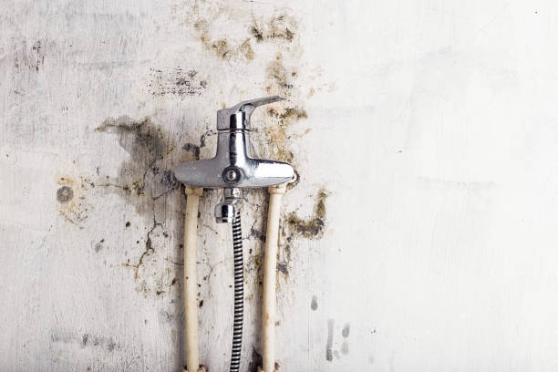Best Mold Remediation for Specific Building Types in West Alexandria, OH