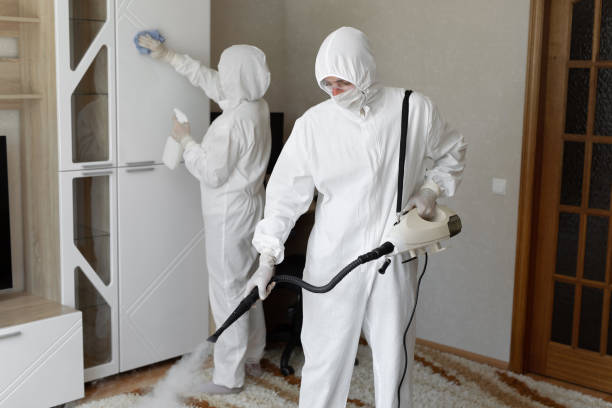Best White Mold Remediation in West Alexandria, OH