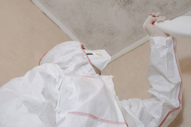 Best Black Mold Remediation in West Alexandria, OH