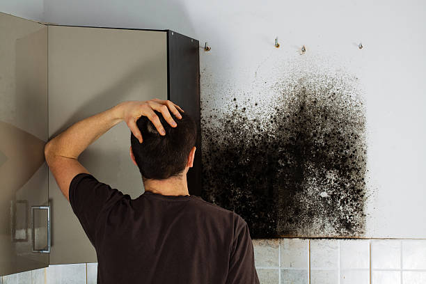 Best Insurance-Related Mold Remediation in West Alexandria, OH