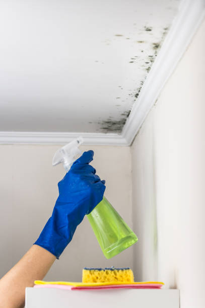 Best Basement Mold Remediation in West Alexandria, OH